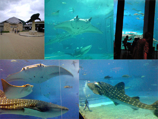 美ら海水族館