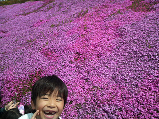 芝桜