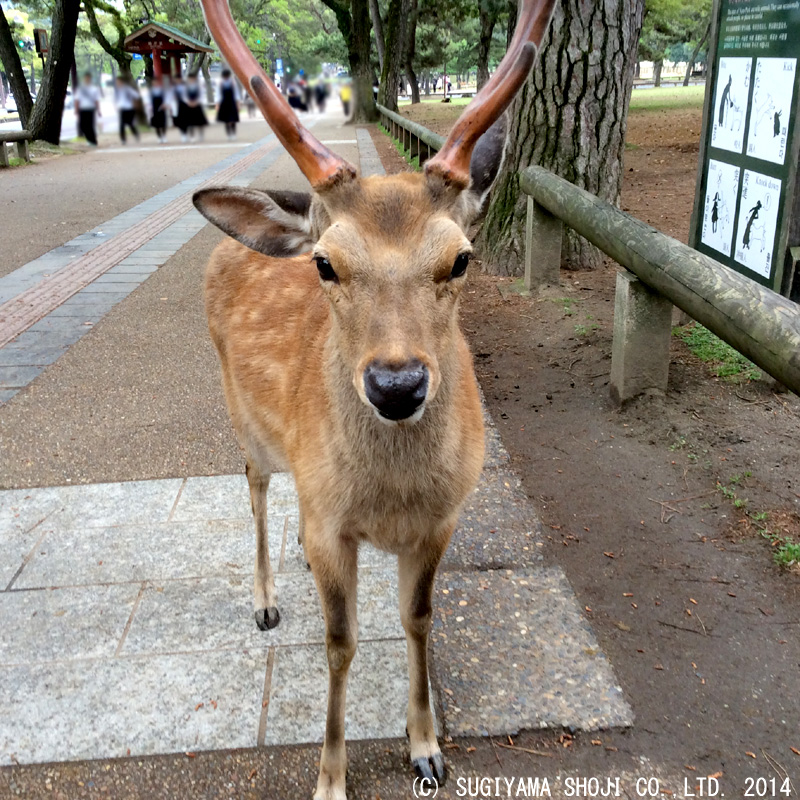 http://www.sugiyama1904.co.jp/ja/blog/archives/20140619_1.jpg