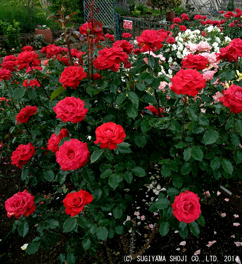 http://www.sugiyama1904.co.jp/ja/blog/archives/20140716_11.jpg