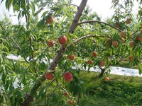 桃の木