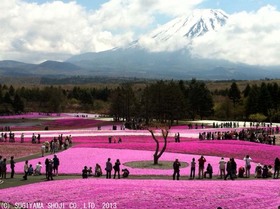 芝桜