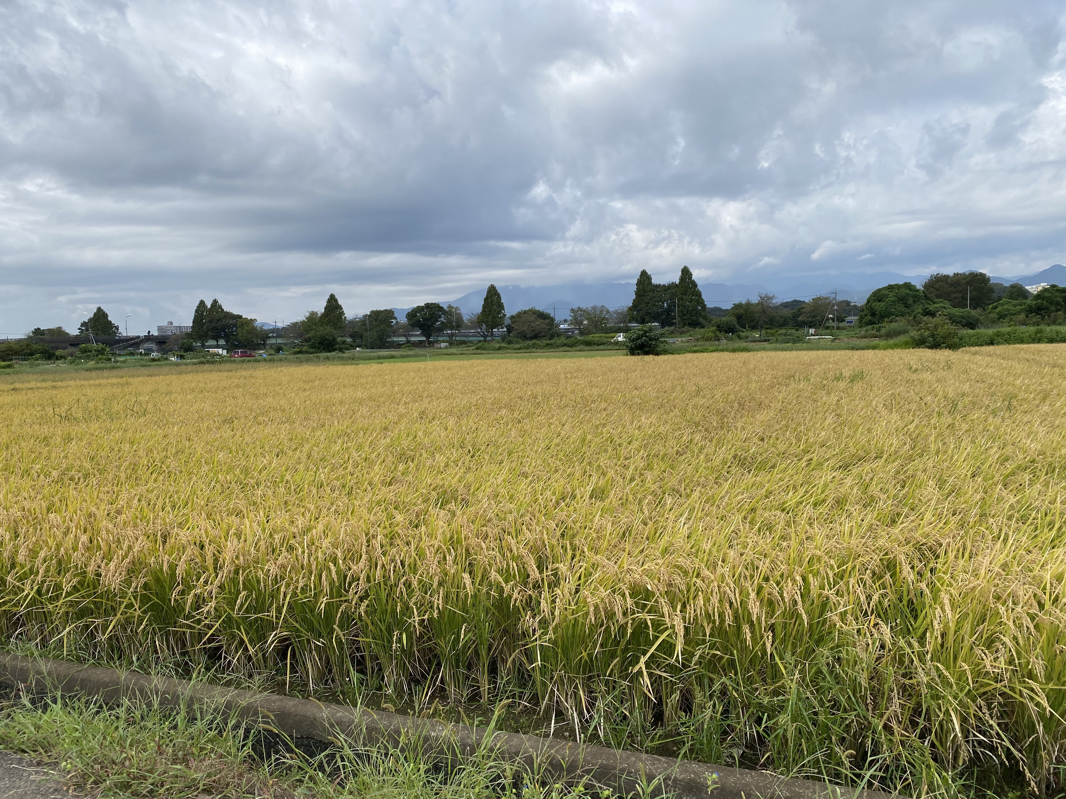 https://www.sugiyama1904.co.jp/ja/blog/IMG_4284.jpg