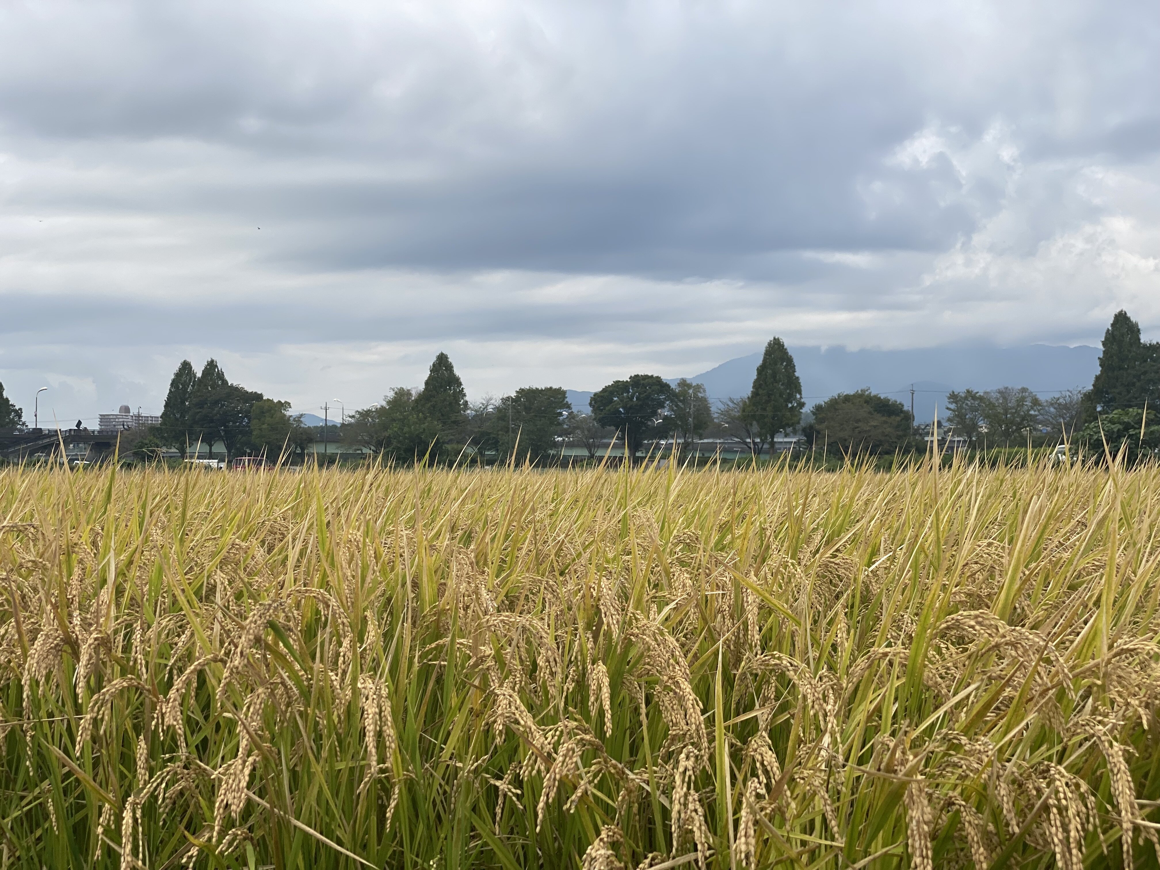 https://www.sugiyama1904.co.jp/ja/blog/IMG_4285.jpg