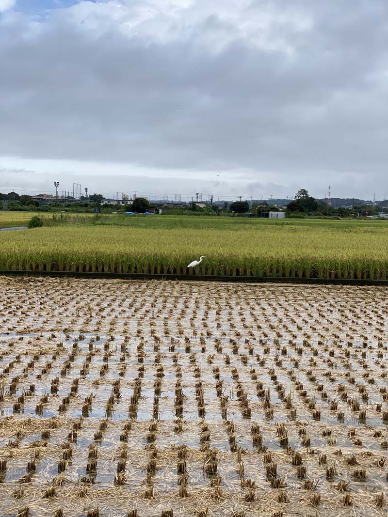 https://www.sugiyama1904.co.jp/ja/blog/archives/65465456.jpg