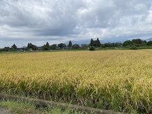 IMG_4284.jpg