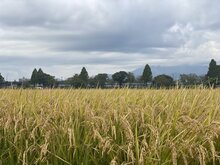 IMG_4285.jpg
